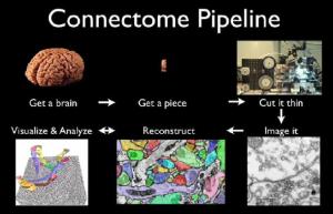 connectome-pipeline_610x394
