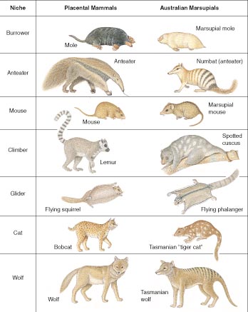 Convergent form and function in placental and marsupial mammals - a famous example of convergent evolution, or better, convergent evolutionary development.